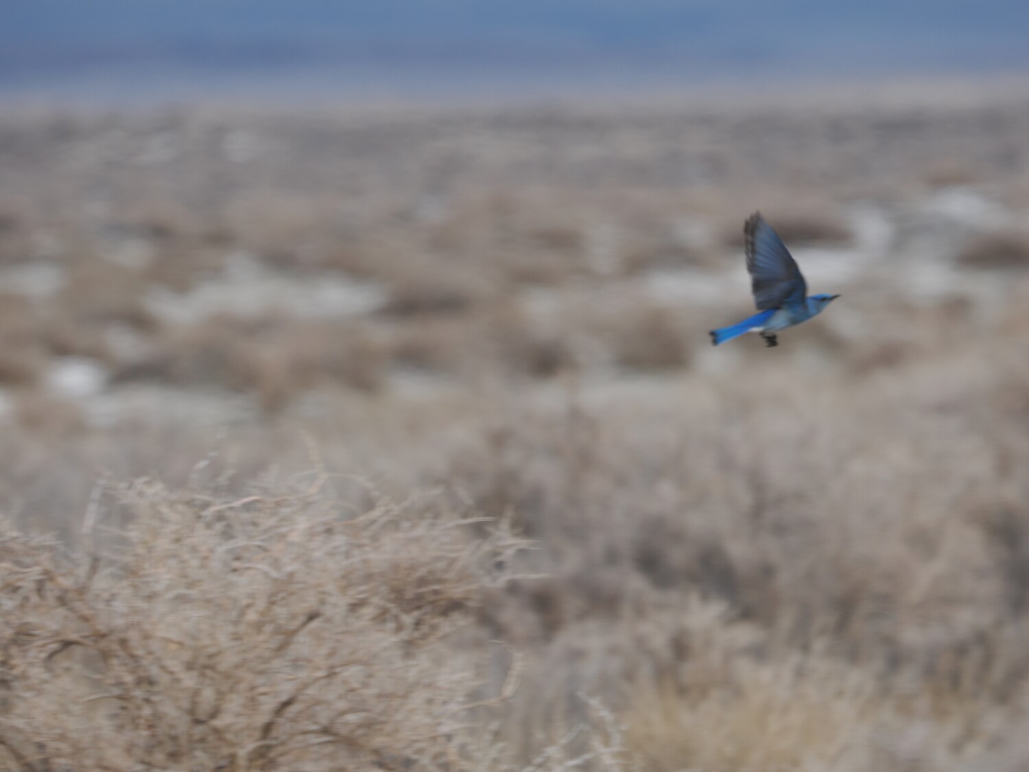 Mountain Bluebird
