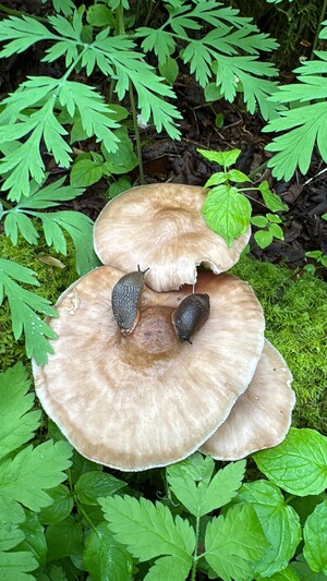 Lake Padden, Washington walk about